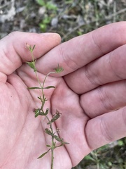 Mecardonia acuminata acuminata