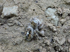 Phidippus putnami