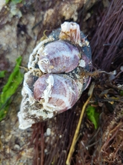 Crepipatella dilatata