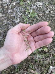 Mecardonia acuminata acuminata
