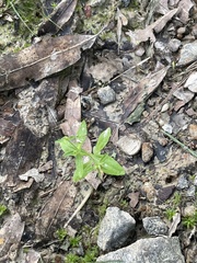 Mecardonia acuminata acuminata
