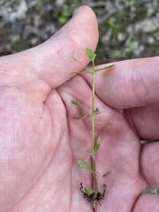 Mecardonia acuminata acuminata