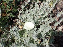 Calystegia malacophylla pedicellata