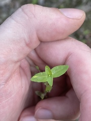 Mecardonia acuminata acuminata