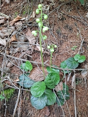 Pyrola japonica
