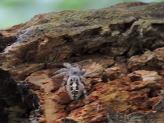 Phidippus putnami