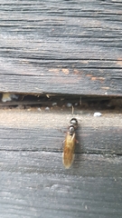 Camponotus ligniperda