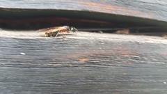 Camponotus ligniperda