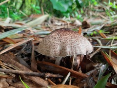 Basidiomycota