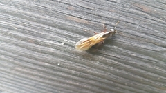 Camponotus ligniperda