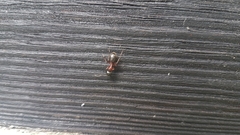 Camponotus ligniperda