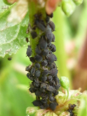 Aphis rumicis