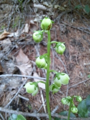 Pyrola japonica