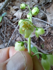 Pyrola japonica