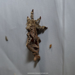 Encaumaptera stigmata