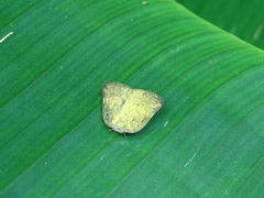 Ricania sublimata
