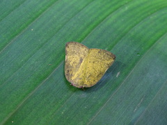 Ricania sublimata