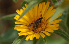 Pyropteron doryliformis