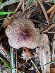 Basidiomycota