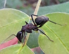 Camponotus atrox