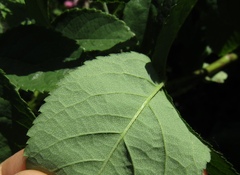 Rosa centifolia