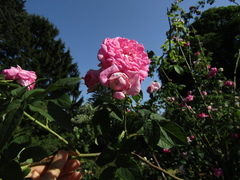 Rosa centifolia