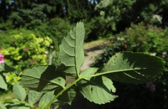 Rosa centifolia