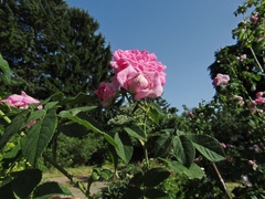 Rosa centifolia
