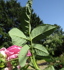 Rosa centifolia