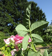 Rosa centifolia