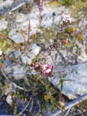 Platysace lanceolata