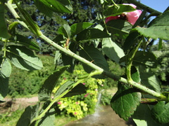 Rosa centifolia