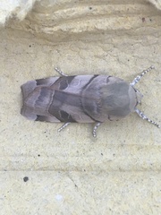 Noctua fimbriata