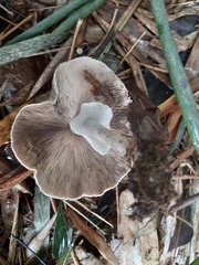 Basidiomycota