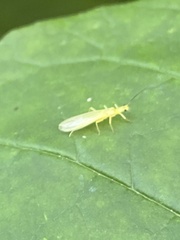 Alloperlini