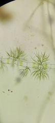 Chaetophoraceae