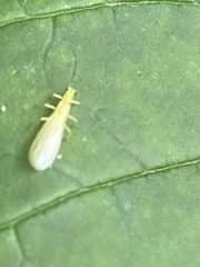 Alloperlini