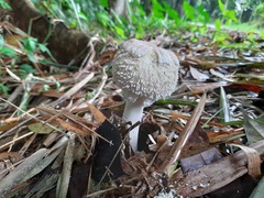 Basidiomycota