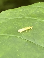 Alloperlini