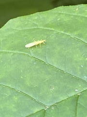 Alloperlini