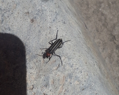 Epicauta erythrocephala