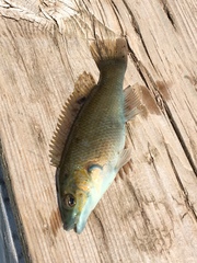 Tautogolabrus adspersus