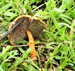 Agaricus trisulphuratus