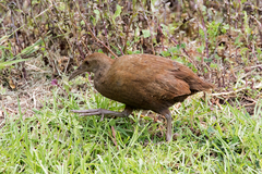 Gallirallus sylvestris