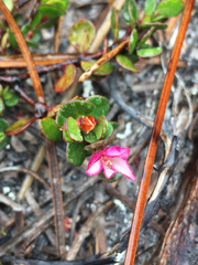 Boronia rhomboidea