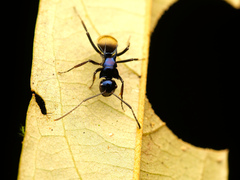 Polyrhachis loriai