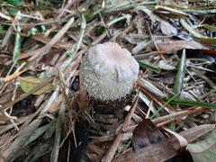 Basidiomycota