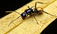 Polyrhachis loriai