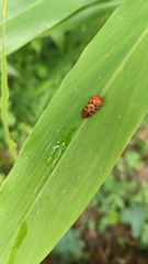 Cosmoscarta septempunctata