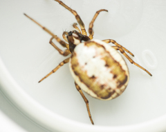 Hypsosinga albovittata